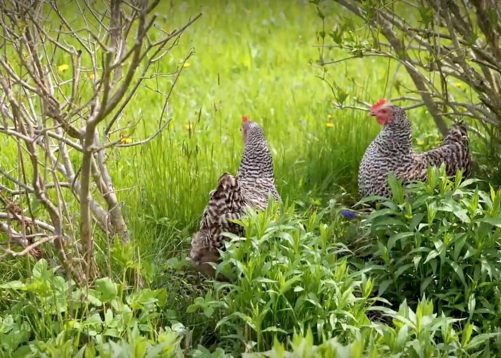 Hühner auf der Wiese