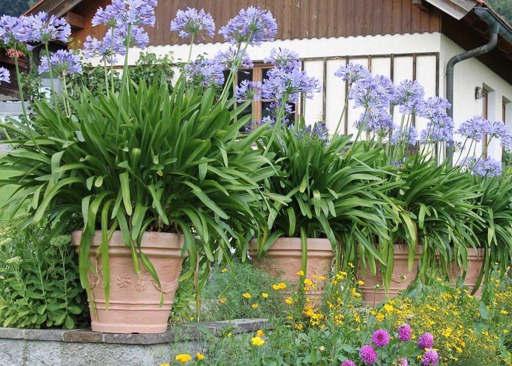 Zahlreiche Blumen beim Landhaus Meingast