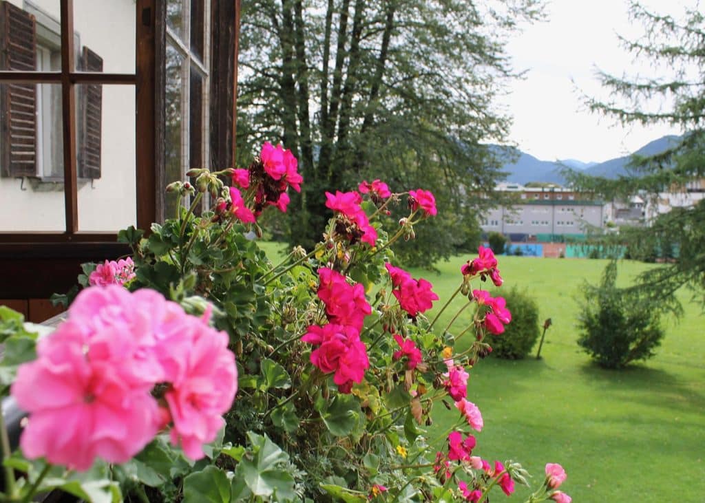 Zahlreiche Blumen beim Landhaus Meingast